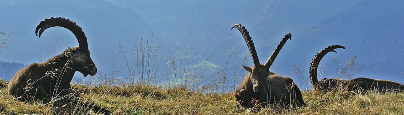 2019 09 FP Tiere Niederhorn Slider